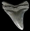 Megalodon Tooth - South Carolina #43023-2